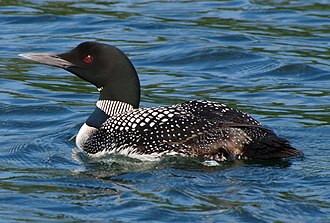 Common loon (Gavia immer)